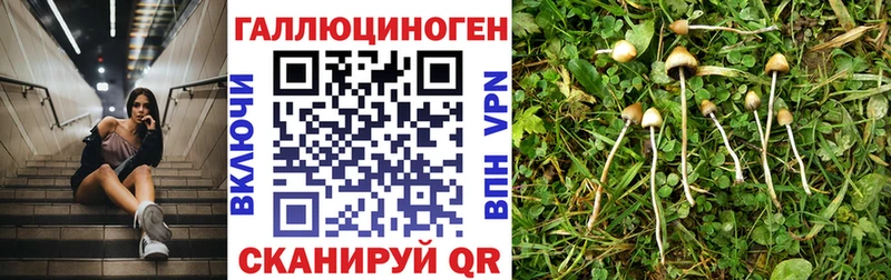 МЕГА ссылка  как найти   Южно-Сахалинск  Псилоцибиновые грибы Psilocybine cubensis 